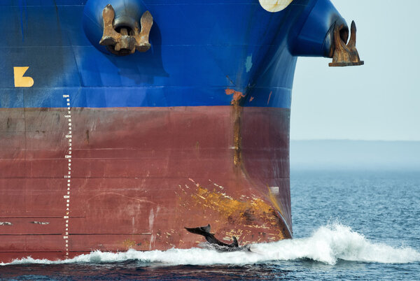 dolphin jumping over ship prow