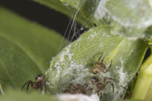 Familia de araña en una hoja — Foto de Stock