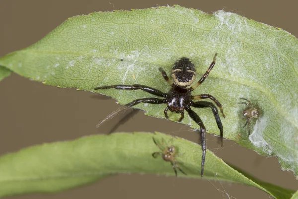 Familia de araña en una hoja — Foto de Stock