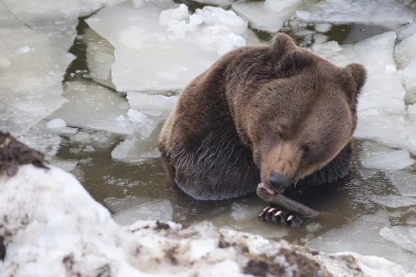 冬の茶色黒い熊グリズリー — ストック写真