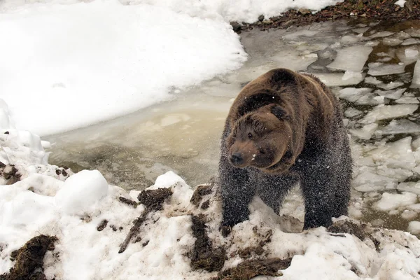 Black bear brown grizzly in winter — Stock Photo, Image