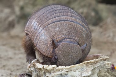 Armadillo portre