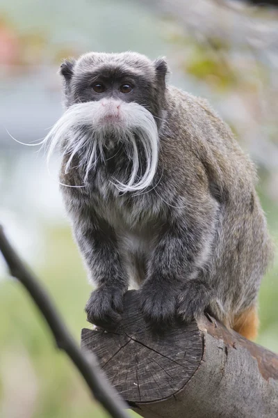 Emperor tamarin maymun