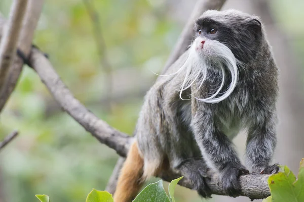 Emperor tamarin maymun