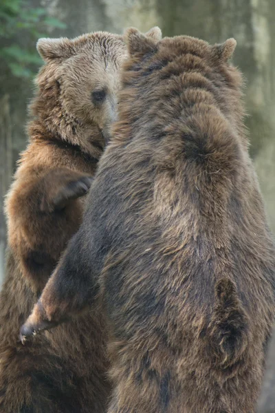 Zwei schwarze Grizzlys — Stockfoto