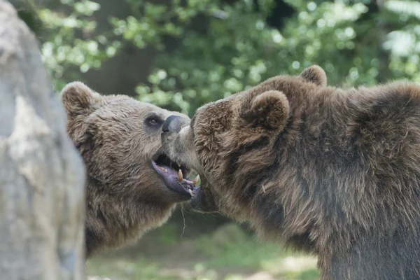Två svarta grizzlybjörnar — Stockfoto
