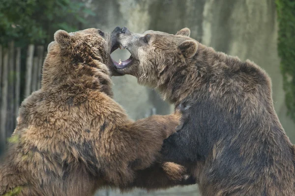 Два медведя-гризли — стоковое фото