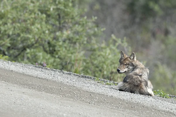 Een grijze wolf — Stockfoto