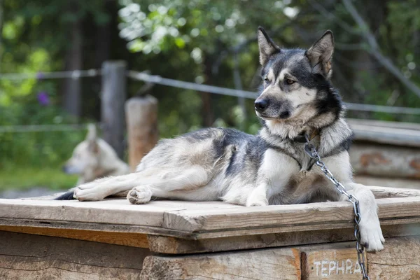 Trineo perro mientras descansa —  Fotos de Stock