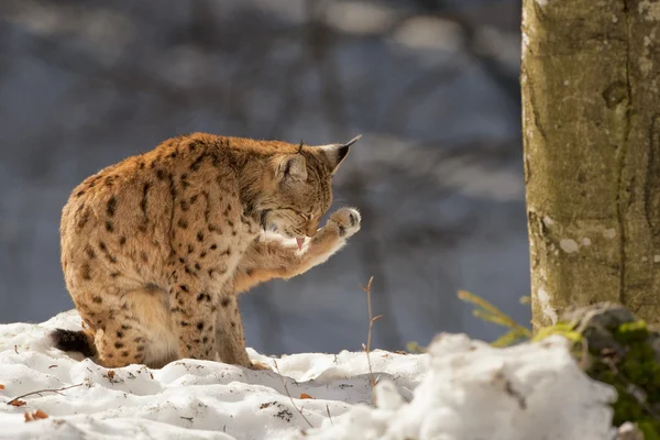 Lynx dans la neige — Photo