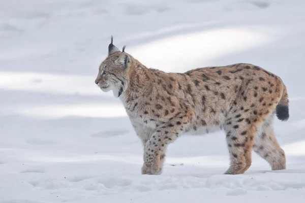 Lynx in de sneeuw — Stockfoto