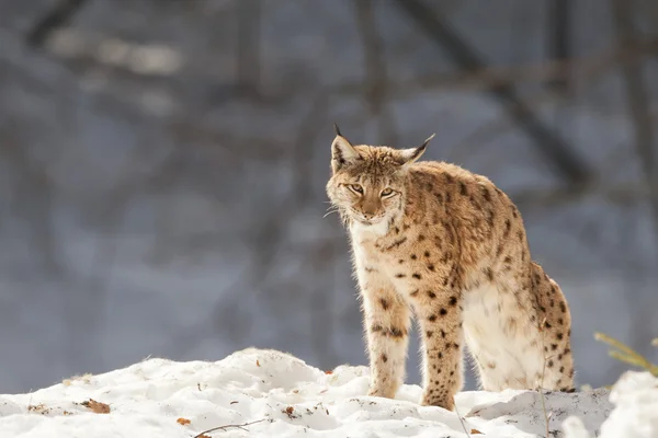 Lince en la nieve — Foto de Stock