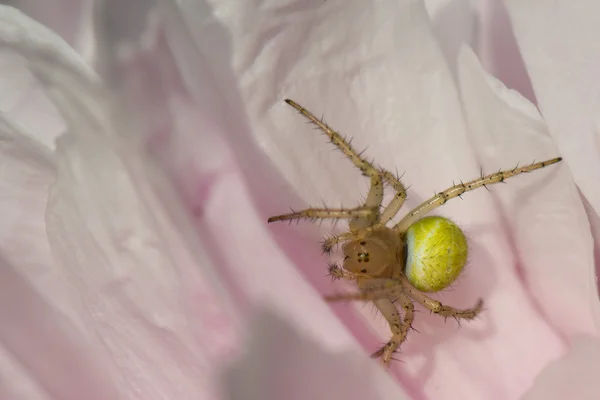 Biały pająk na płatek — Zdjęcie stockowe