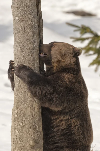 Um urso preto pardo pardo no fundo da neve — Fotografia de Stock