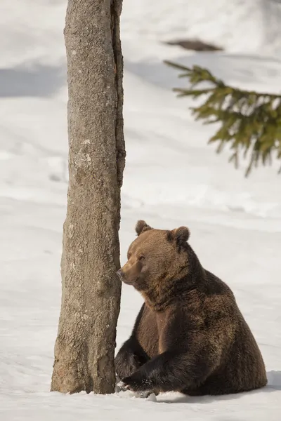 Ein schwarzer bär brauner grizzly im schneehintergrund — Stockfoto