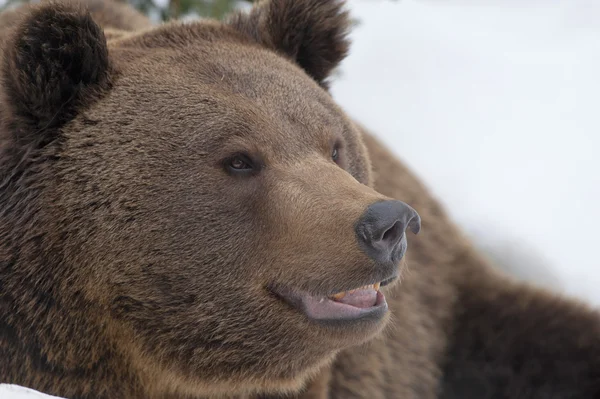 Een zwarte beer bruin grizzly in de sneeuw-achtergrond — Stockfoto