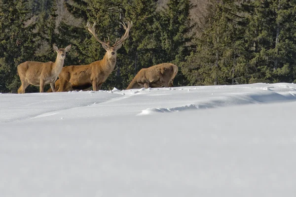 Familia de ciervos en nieve y bosque — Foto de Stock