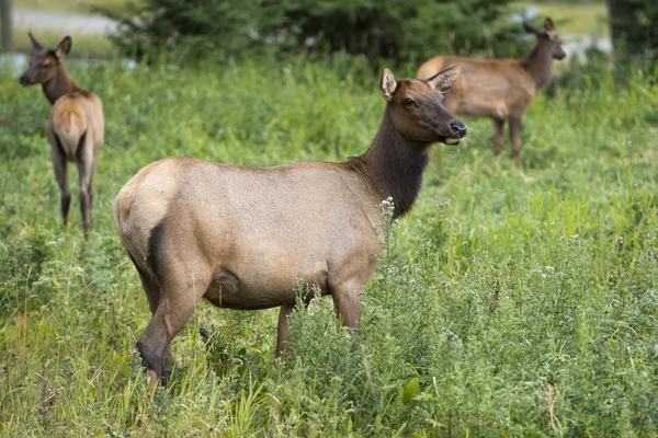 Elk deers family — Stock Photo, Image