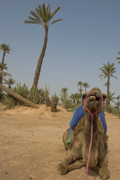 Amel sitter nära beduin oasis — Stockfoto