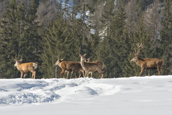 Deer Family in snow and forest background Royalty Free Stock Images