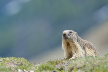 Marmot portre