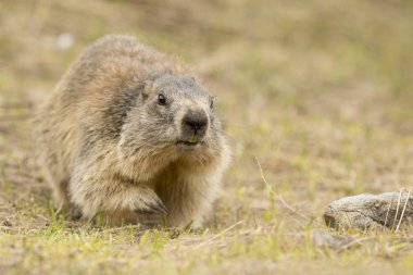Marmot portre