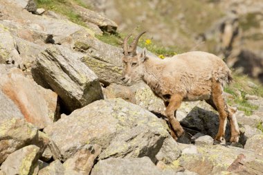 dağ keçisi longhorn koyun geyik