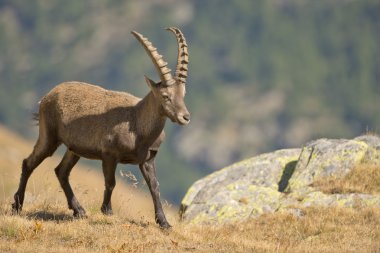 izole dağ keçisi geyik boynuzu uzun koyun steinbock