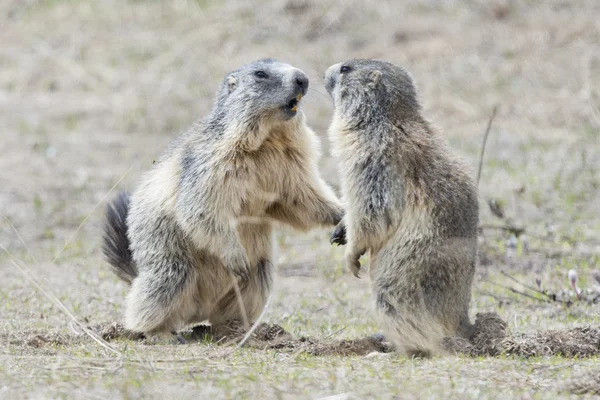 Dos marmotas jugando — Foto de Stock