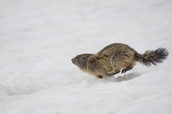 Two Marmot while playing — Stock Photo, Image