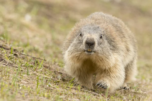 Retrato de marmota — Fotografia de Stock