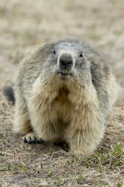 Retrato de marmota — Fotografia de Stock