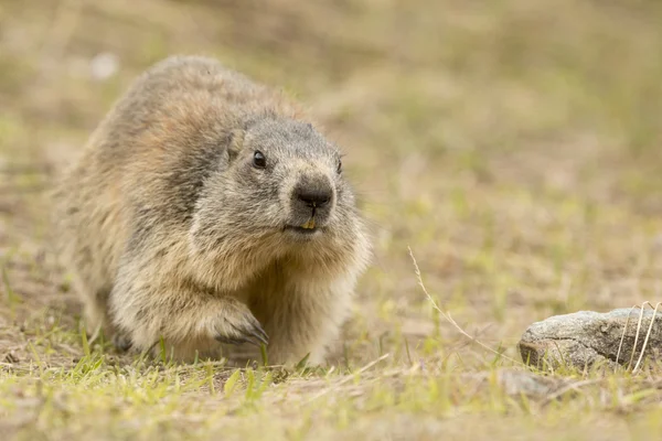 Murmeltier-Porträt — Stockfoto