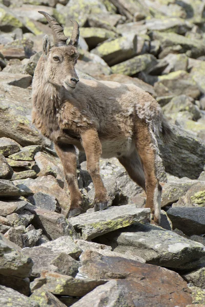 Koziorożec longhorn owiec jelenia — Zdjęcie stockowe