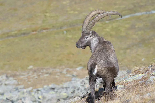 Isolated ibex deer long horn sheep Steinbock — Stock Photo, Image