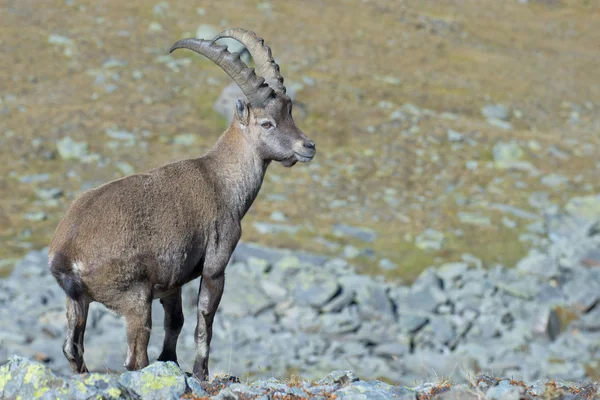 Na białym tle ibex jeleni róg długiej owiec steinbock — Zdjęcie stockowe