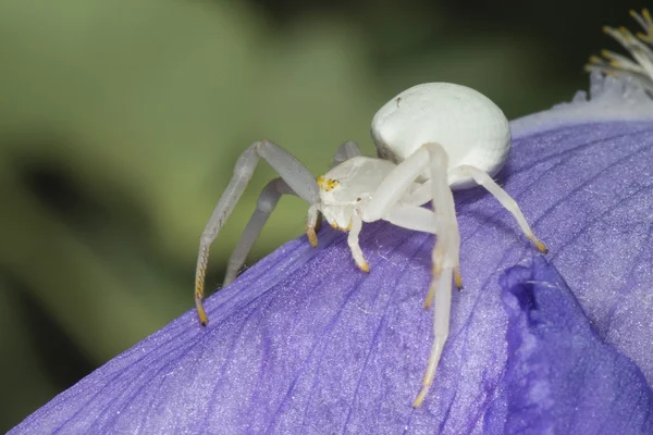 Yaprak üzerinde beyaz örümcek — Stok fotoğraf