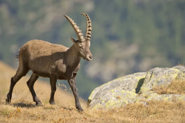Na białym tle ibex jeleni róg długiej owiec steinbock — Zdjęcie stockowe