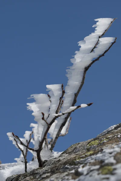 Větve pokryté ledem — Stock fotografie