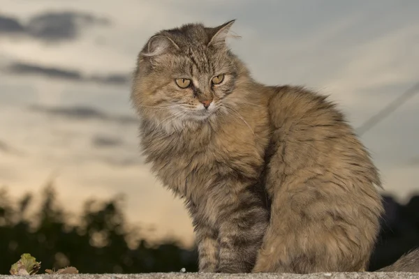 Kočka blízko se portrét — Stock fotografie