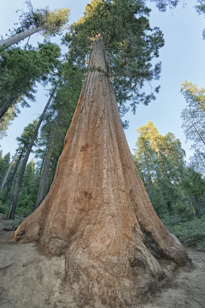 Albero di sequoia — Foto Stock