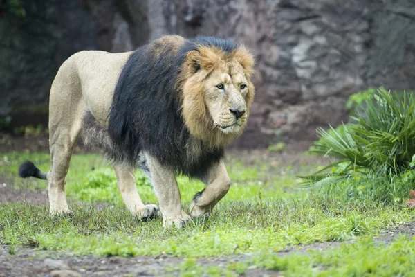 Male asiatic lion — Stock Photo, Image