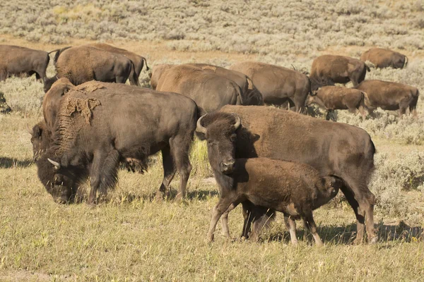 Buffalo Bison em Yellowstone — Fotografia de Stock