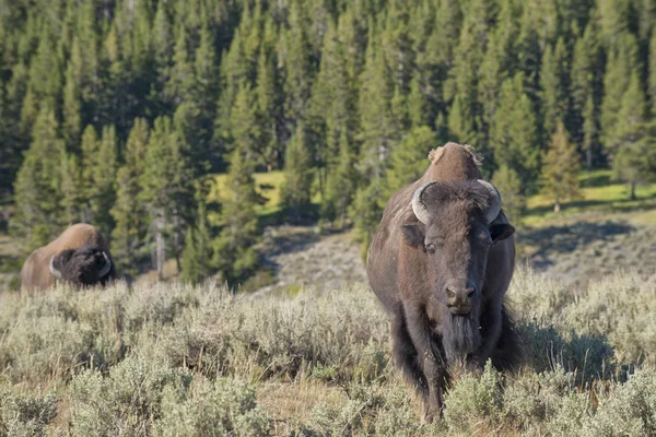 Buffalo bizoni do yellowstone — Stock fotografie