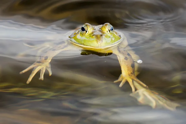 Portrait de grenouille en vous regardant — Photo