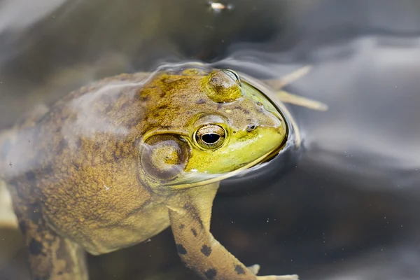 Frog portrait while looking at you — Stock Photo, Image