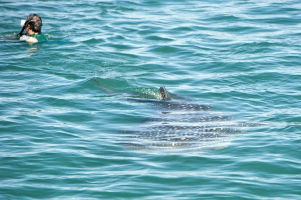 Tiburón ballena mientras viene a un snorkelista — Foto de Stock