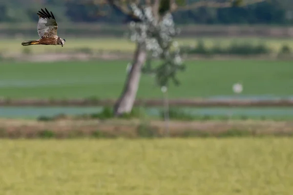 Habicht beim Fliegen und Jagen — Stockfoto