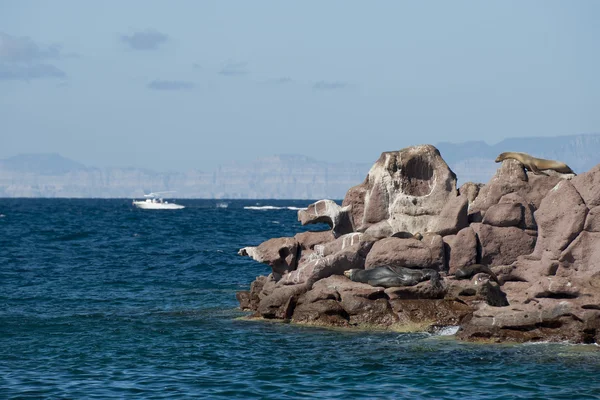 Seelöwenrobben entspannen sich in Baja California — Stockfoto