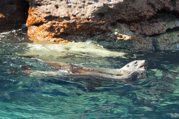 海のライオン シール バハ ・ カリフォルニア州でリラックス — ストック写真